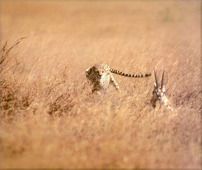[PhoenixRising Scans - Jungle Book] Cheetah & Thomson gazelle; DISPLAY FULL IMAGE.