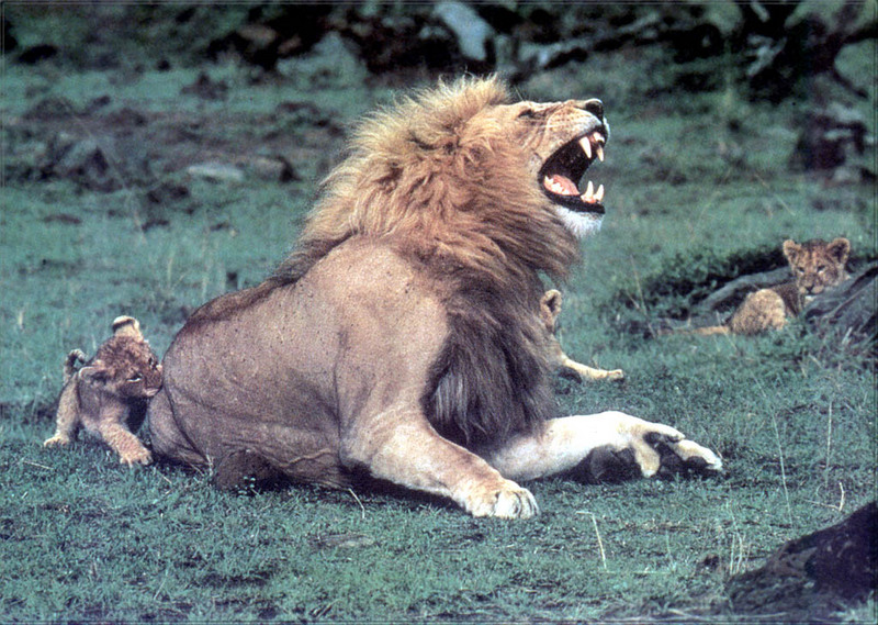 [PhoenixRising Scans - Jungle Book] Lions; DISPLAY FULL IMAGE.