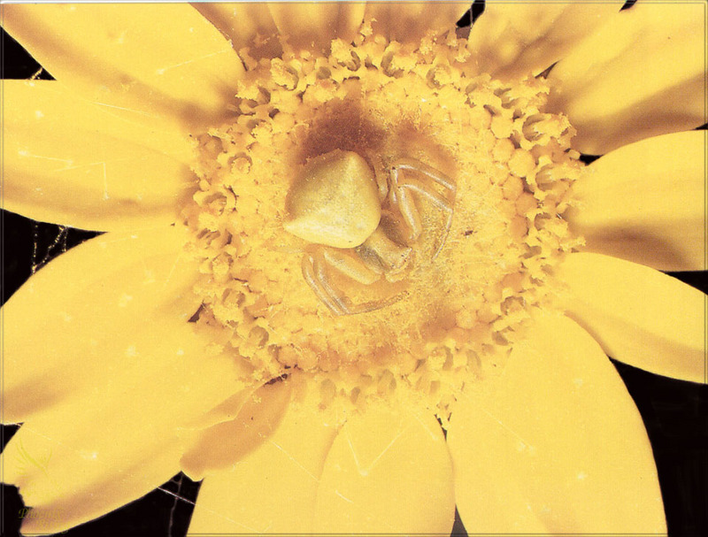 [PhoenixRising Scans - Jungle Book] Yellow crab spider; DISPLAY FULL IMAGE.