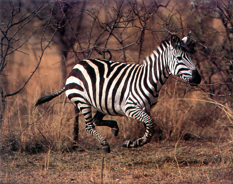 PhoenixRising Scans - Jungle Book] Zebra
