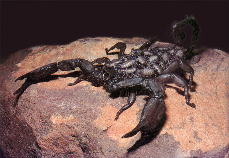 [PhoenixRising Scans - Jungle Book] Emperor scorpion (Pandinus imperator); DISPLAY FULL IMAGE.