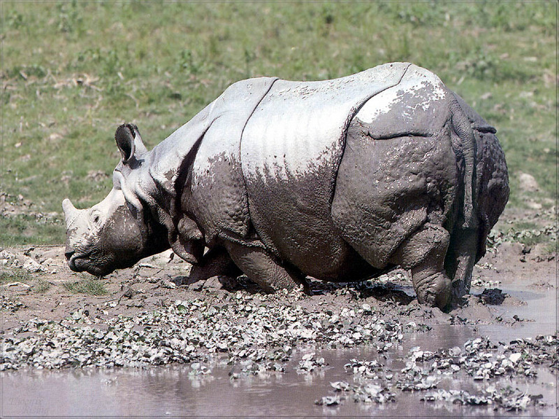 [PhoenixRising Scans - Jungle Book] Indian rhinoceros; DISPLAY FULL IMAGE.