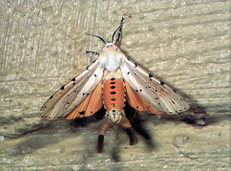 [PhoenixRising Scans - Jungle Book] Acraea moth; DISPLAY FULL IMAGE.