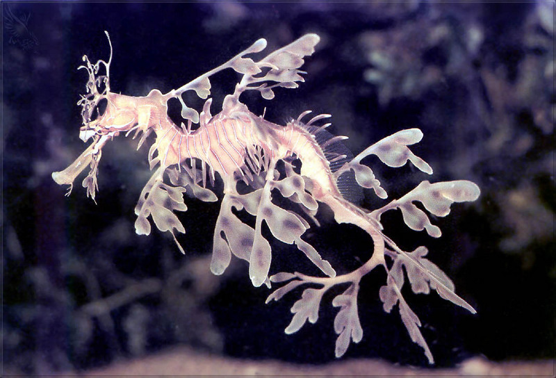 [PhoenixRising Scans - Jungle Book] Leafy sea dragon; DISPLAY FULL IMAGE.