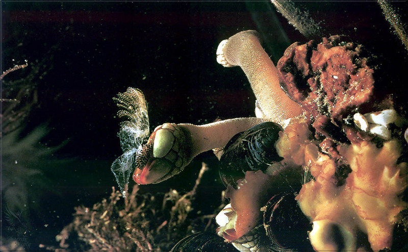 [PhoenixRising Scans - Jungle Book] Gooseneck barnacles, Lepas anserifera; DISPLAY FULL IMAGE.
