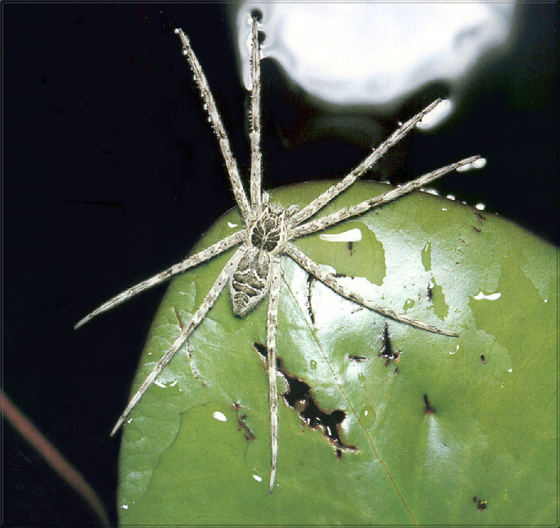 [PhoenixRising Scans - Jungle Book] Fishing spider; DISPLAY FULL IMAGE.