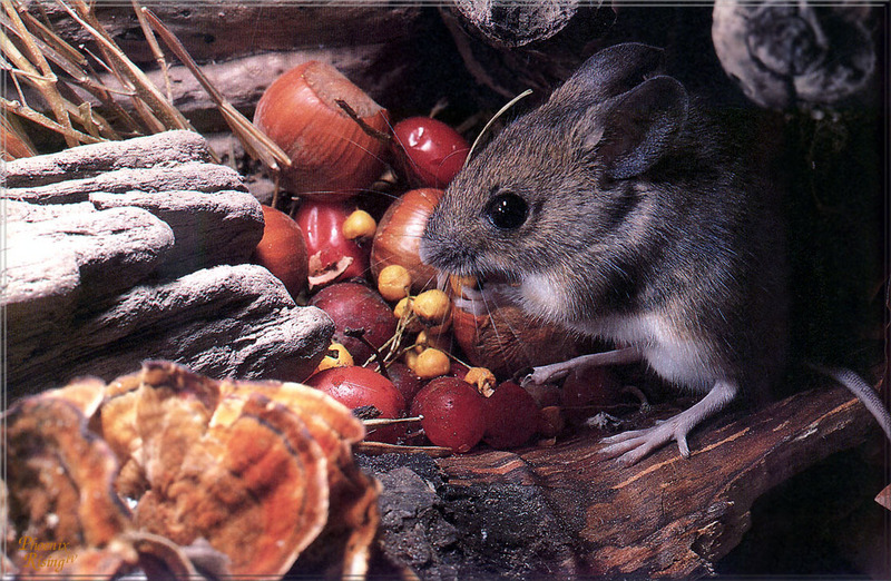 [PhoenixRising Scans - Jungle Book] Wood mouse, Apodemus sylvaticus; DISPLAY FULL IMAGE.