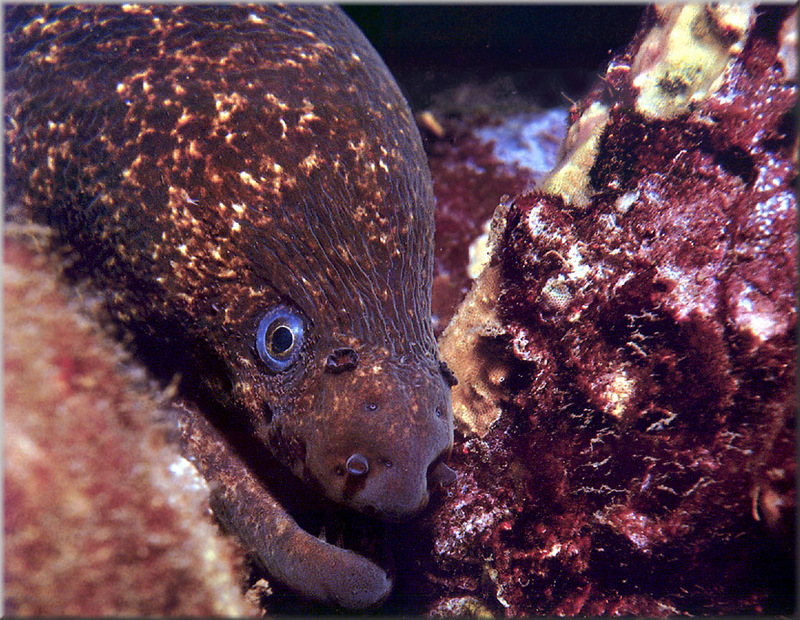 [PhoenixRising Scans - Jungle Book] Moray eel; DISPLAY FULL IMAGE.