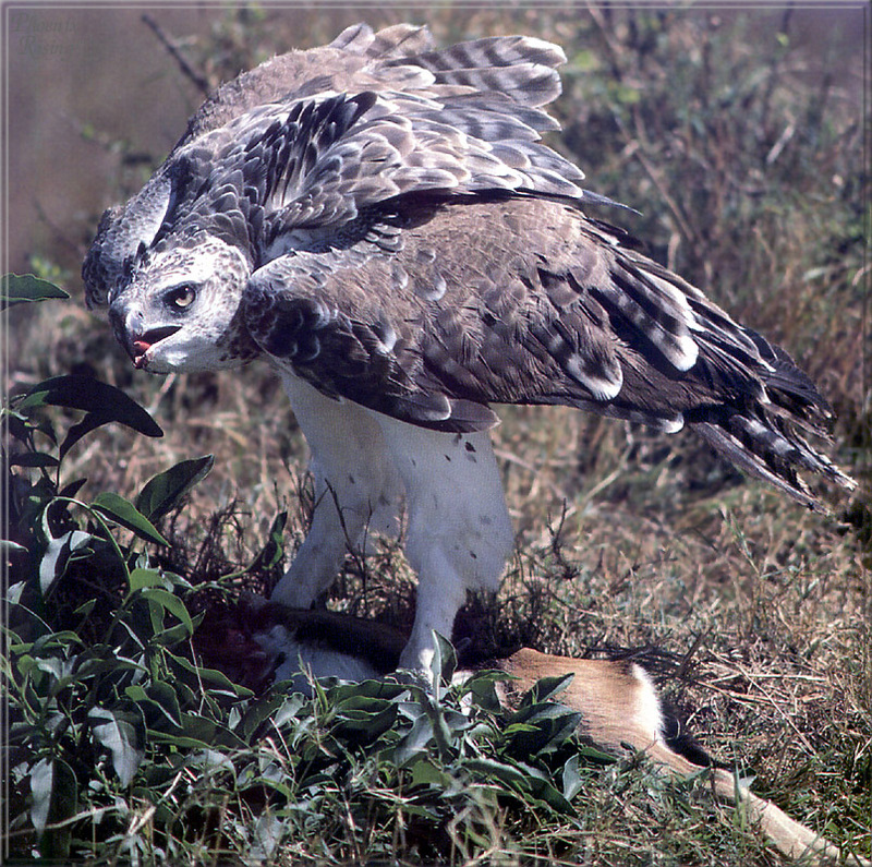 [PhoenixRising Scans - Jungle Book] Martial eagle; DISPLAY FULL IMAGE.