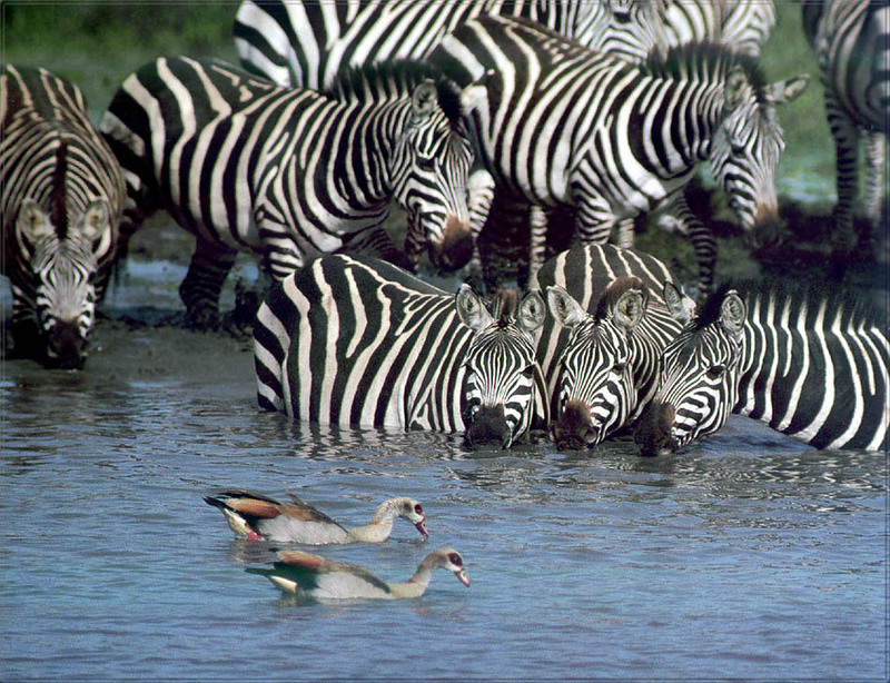[PhoenixRising Scans - Jungle Book] Zebras; DISPLAY FULL IMAGE.