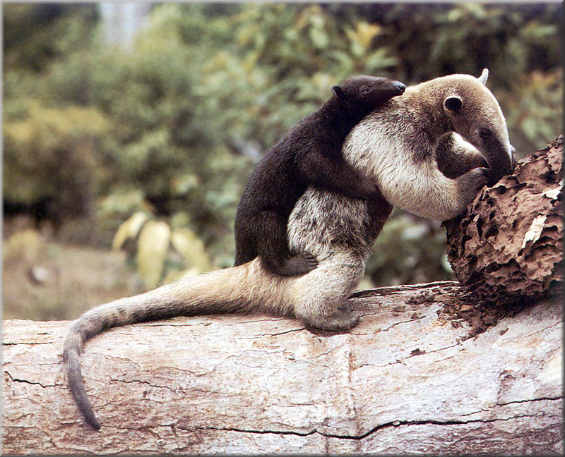 [PhoenixRising Scans - Jungle Book] Tamandua anteater; DISPLAY FULL IMAGE.
