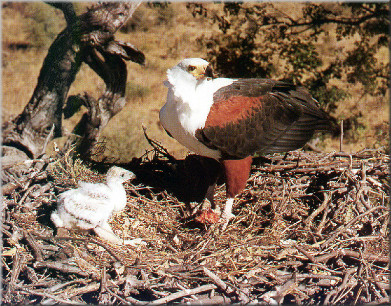 [PhoenixRising Scans - Jungle Book] African Fish Eagle (Haliaeetus vocifer); DISPLAY FULL IMAGE.