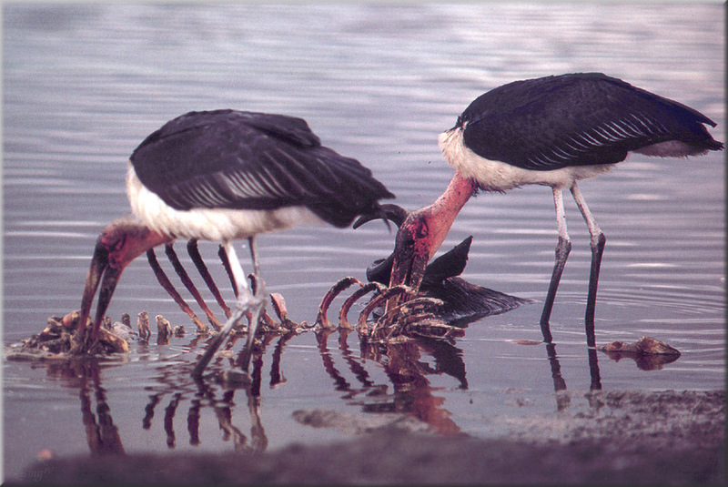[PhoenixRising Scans - Jungle Book] Marabou stork; DISPLAY FULL IMAGE.