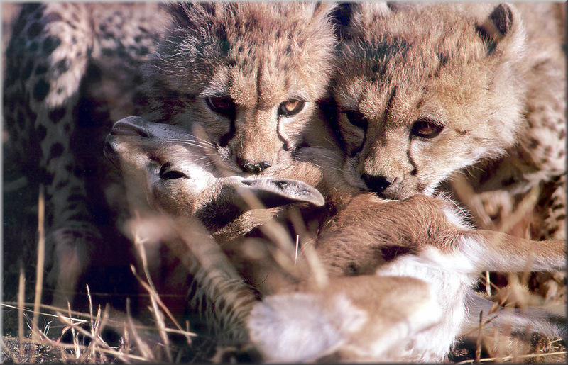 [PhoenixRising Scans - Jungle Book] Cheetah cubs; DISPLAY FULL IMAGE.