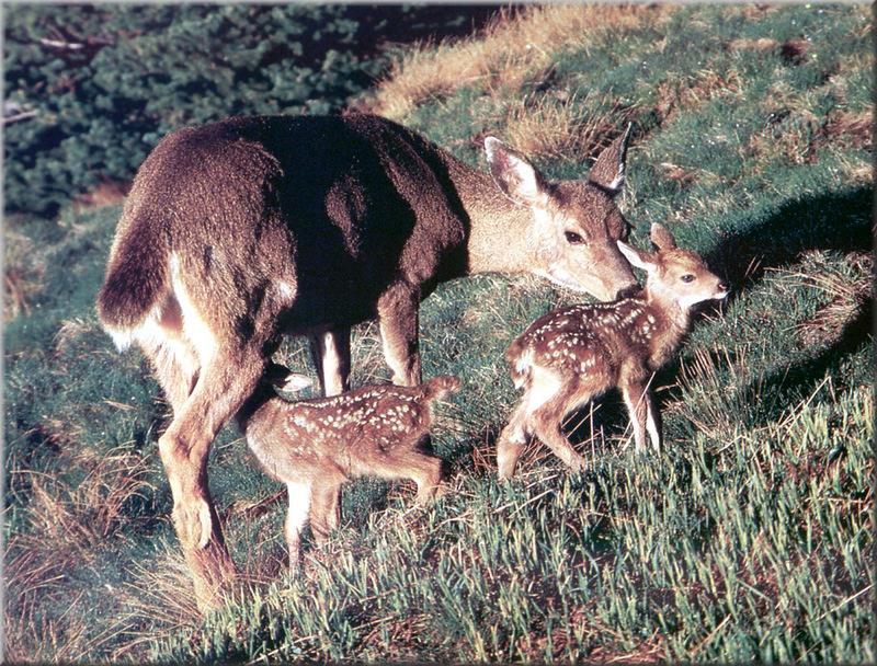 [PhoenixRising Scans - Jungle Book] Black-tailed deer - Sitka deer (Odocoileus hemionus sitkensis); DISPLAY FULL IMAGE.