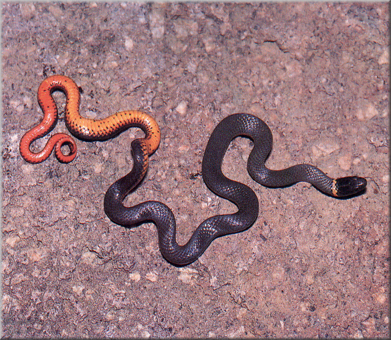 [PhoenixRising Scans - Jungle Book] Ring-necked snake, ringneck snake (Diadophis punctatus); DISPLAY FULL IMAGE.