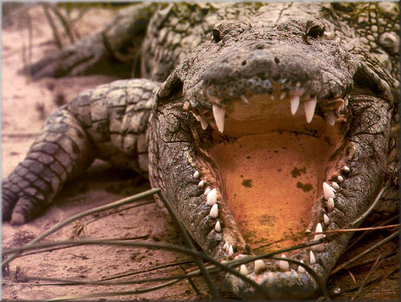 [PhoenixRising Scans - Jungle Book] Saltwater Crocodile; DISPLAY FULL IMAGE.