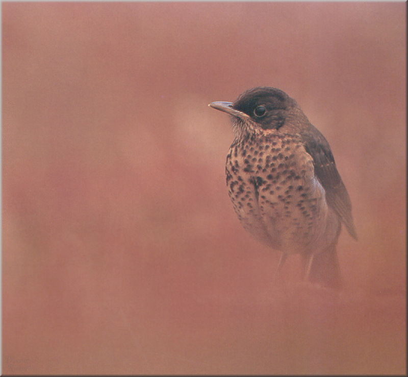 [PhoenixRising Scans - Jungle Book] Falkland thrush; DISPLAY FULL IMAGE.