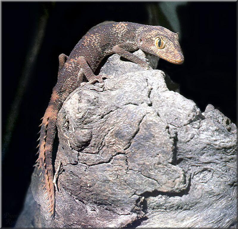 [PhoenixRising Scans - Jungle Book] Spiny-tailed gecko - Strophurus spinigerus inornatus; DISPLAY FULL IMAGE.