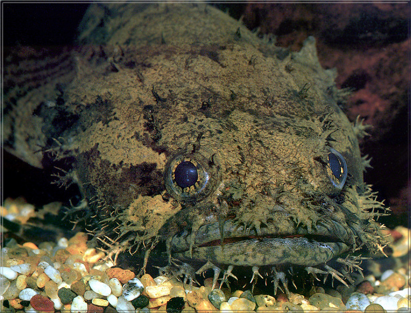 [PhoenixRising Scans - Jungle Book] Toadfish; DISPLAY FULL IMAGE.