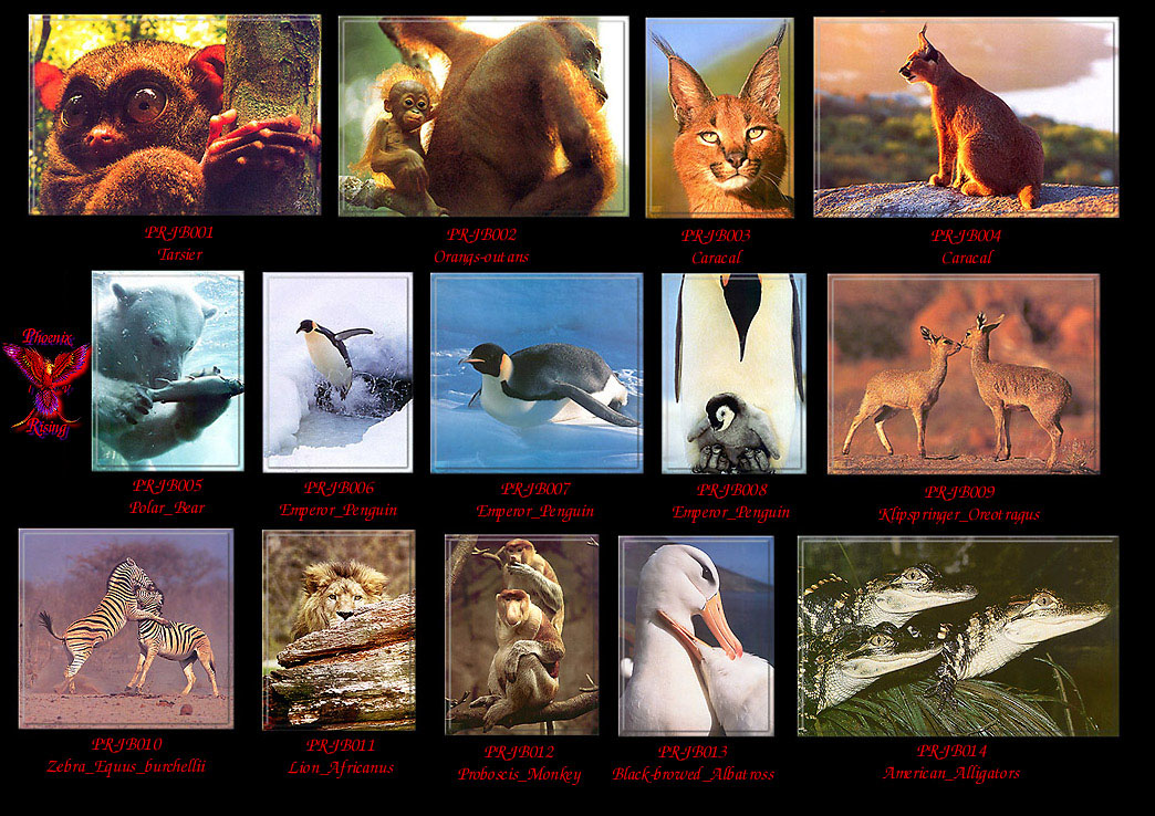[PhoenixRising Scans - Jungle Book] Index 001; DISPLAY FULL IMAGE.