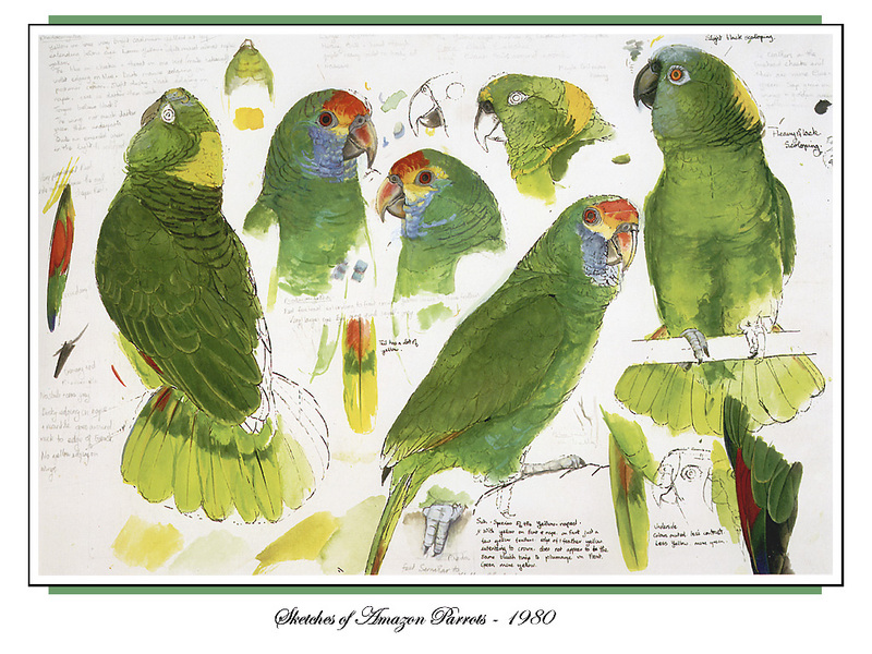 [Ollie Scan] Sketches of Amazon Parrots (1980); DISPLAY FULL IMAGE.