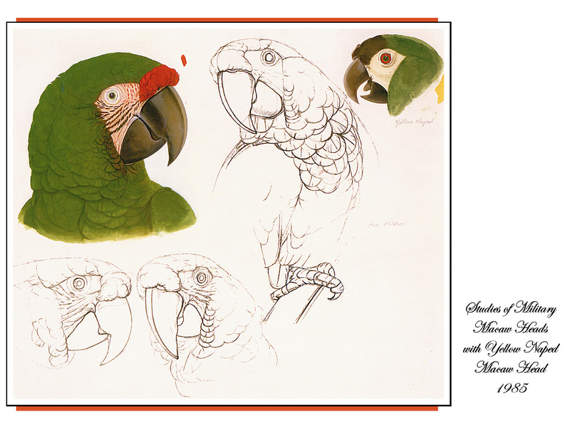[Ollie Scan] Studies of Military Macaw Heads with Yellow-naped Macaw Head (1985); DISPLAY FULL IMAGE.