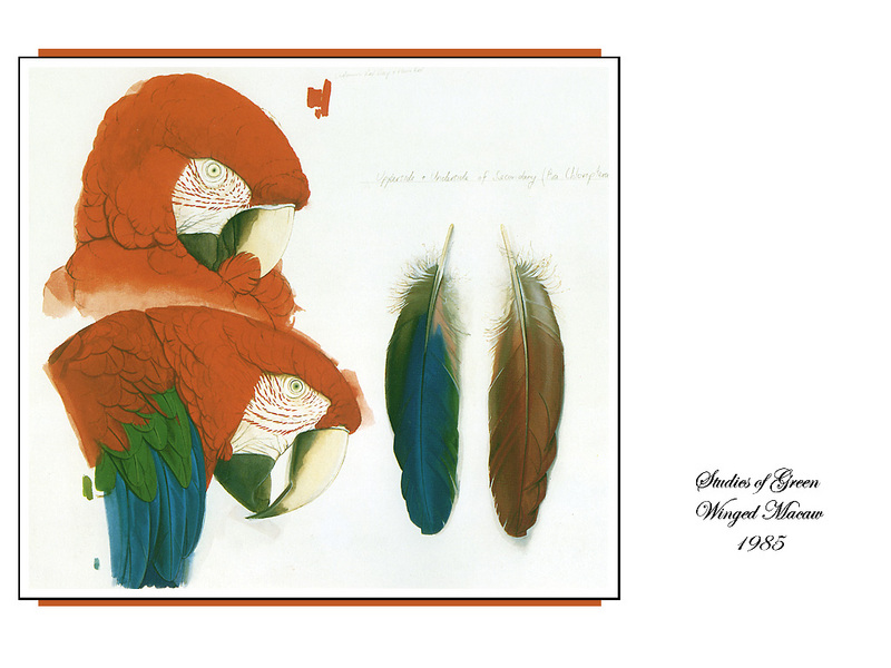 [Ollie Scan] Studies of Green-winged Macaw (1985); DISPLAY FULL IMAGE.
