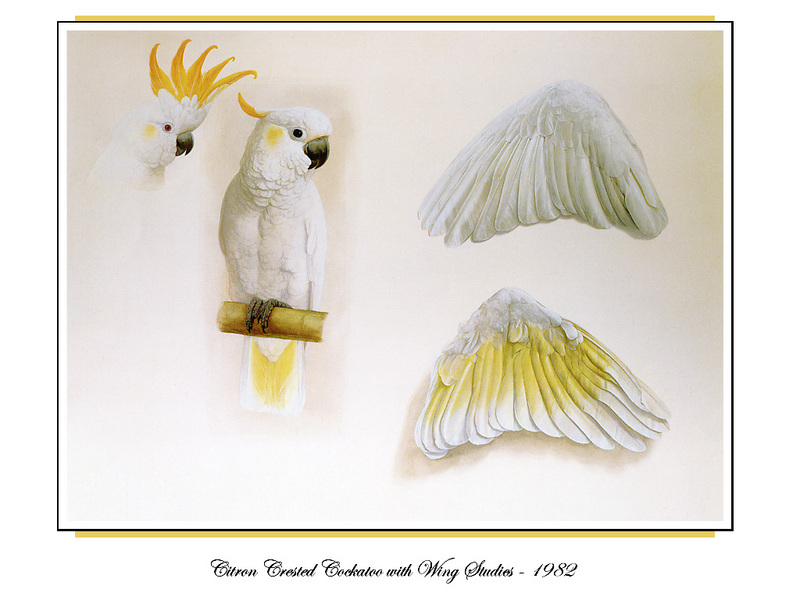 [Ollie Scan] Citron Crested Cockatoo with Wing Studies (1982); DISPLAY FULL IMAGE.
