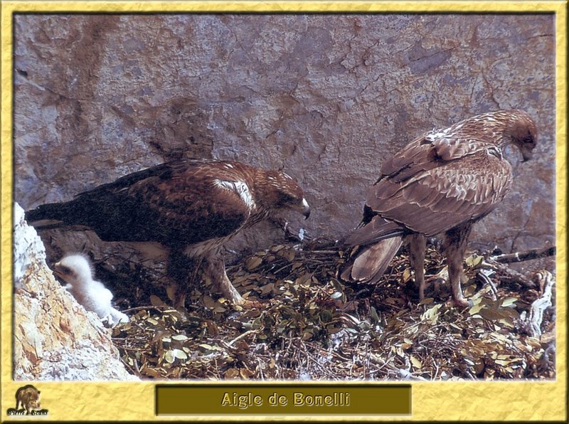 Aigle de Bonelli - Hieraaetus fasciatus - Bonelli's Eagle; DISPLAY FULL IMAGE.