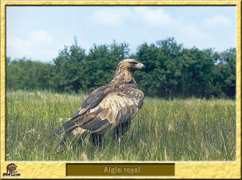 Aigle royal - Aquila chrysaetos - Golden Eagle; DISPLAY FULL IMAGE.