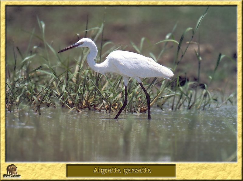 Aigrette garzette - Egretta garzetta - Little Egret; DISPLAY FULL IMAGE.