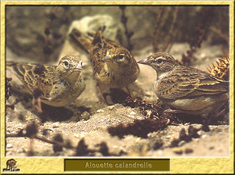 Alouette calandrelle - Calandrella brachydactyla - Greater Short-toed Lark; DISPLAY FULL IMAGE.