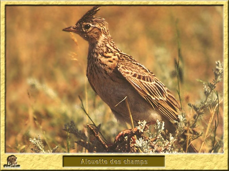 Alouette des champs - Alauda arvensis - Sky Lark or Skylark; DISPLAY FULL IMAGE.