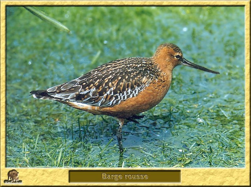 Barge rousse - Limosa lapponica - Bar-tailed Godwit; DISPLAY FULL IMAGE.