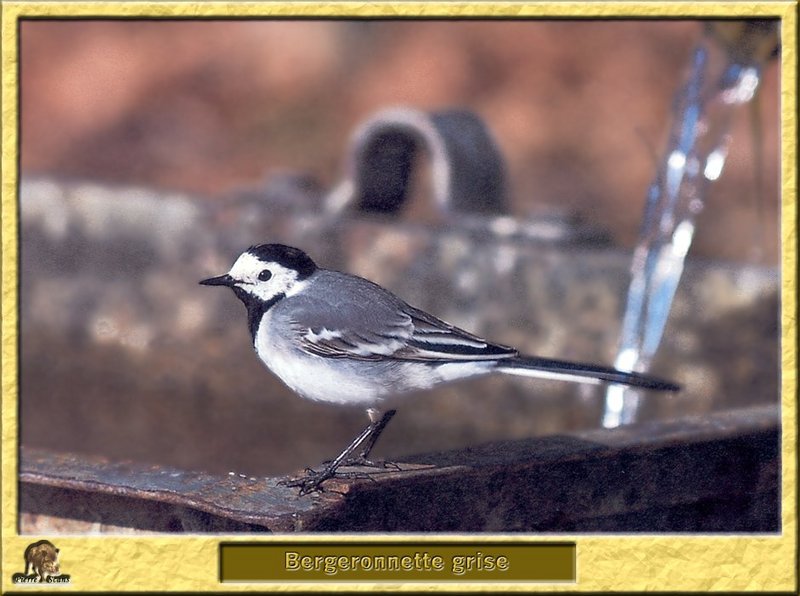 Bergeronnette grise - Motacilla alba - White Wagtail; DISPLAY FULL IMAGE.