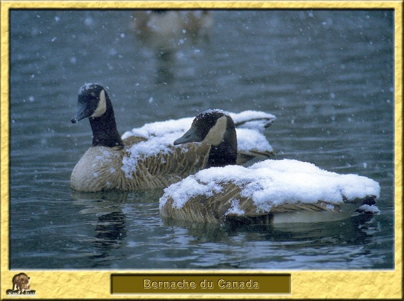 Bernache du Canada - Branta canadensis - Canada Goose; DISPLAY FULL IMAGE.