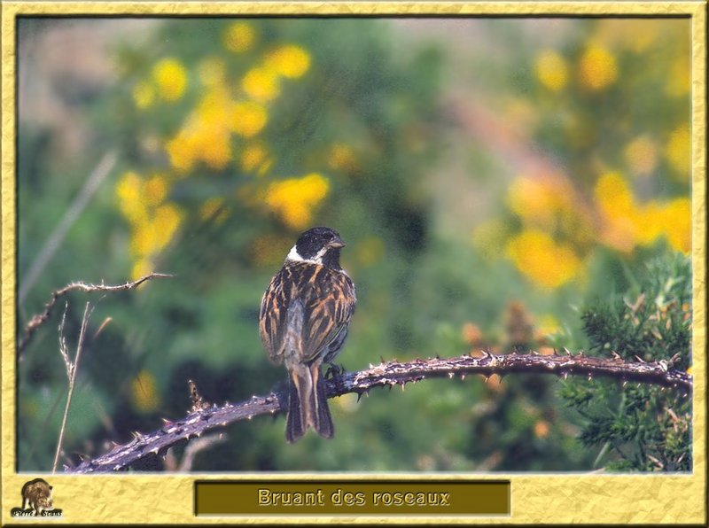 Bruant des roseaux - Emberiza schoeniclus - Reed Bunting {!--검은머리멧새-->; DISPLAY FULL IMAGE.