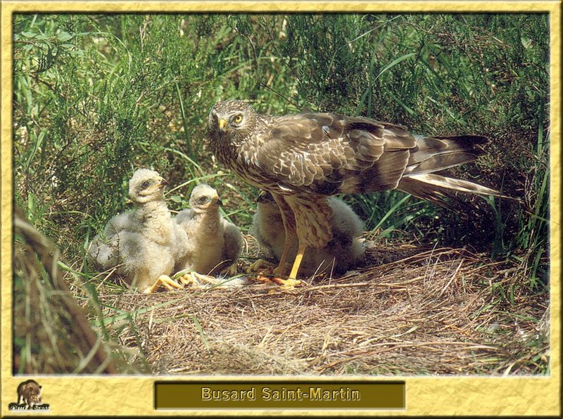 Busard Saint-Martin - Circus cyaneus - Northern Harrier or Hen Harrier; DISPLAY FULL IMAGE.