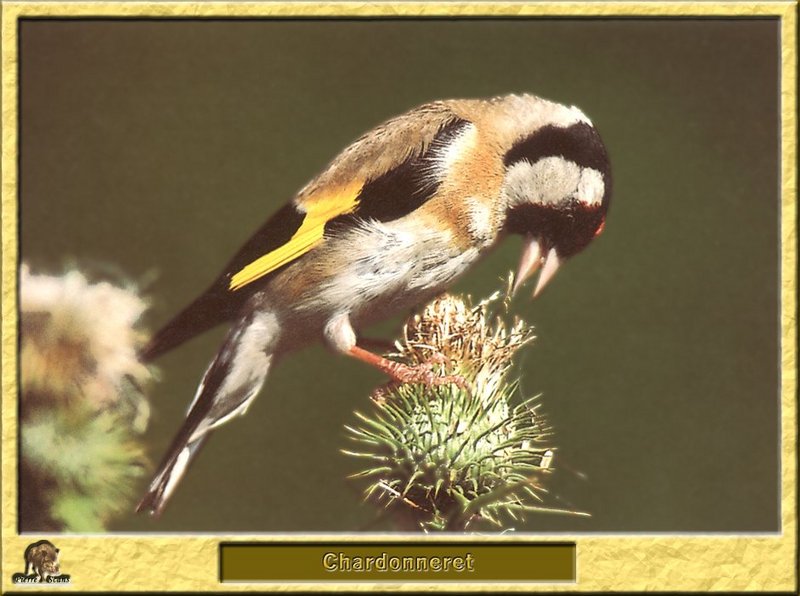 Chardonneret ??l??gant - Carduelis carduelis - European Goldfinch; DISPLAY FULL IMAGE.