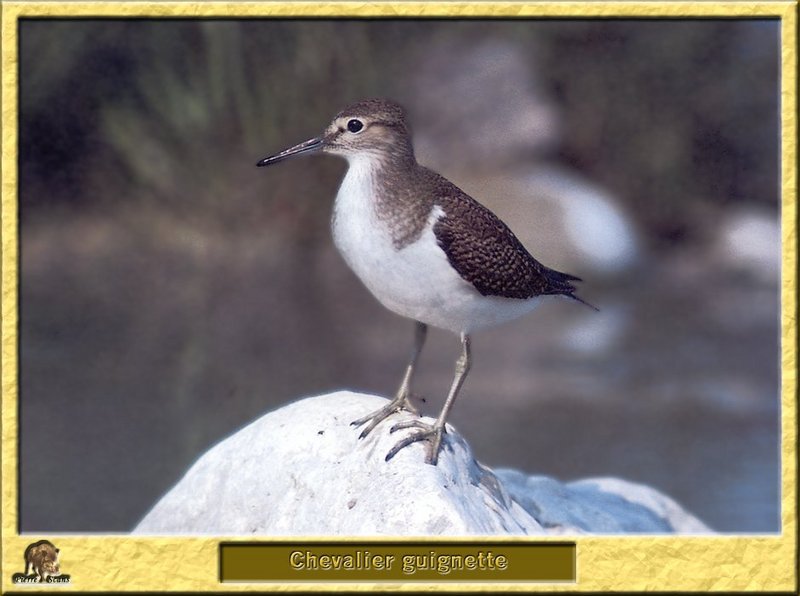 Chevalier guignette - Actitis hypoleucos - Common Sandpiper; DISPLAY FULL IMAGE.