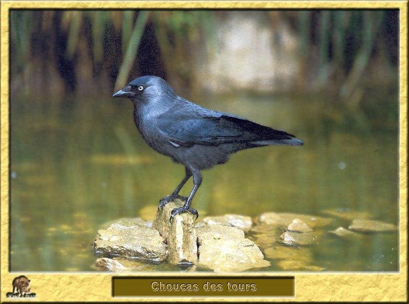 Choucas des tours - Corvus monedula - Eurasian Jackdaw; DISPLAY FULL IMAGE.