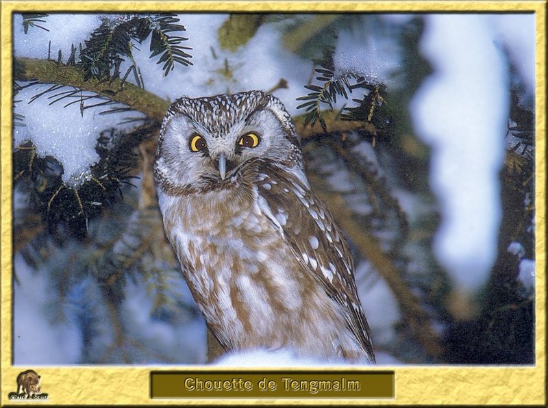 Chouette de Tengmalm - Aegolius funereus - Boreal Owl; DISPLAY FULL IMAGE.