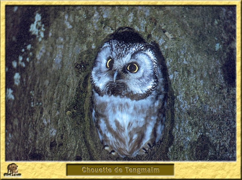 Chouette de Tengmalm - Aegolius funereus - Boreal Owl; DISPLAY FULL IMAGE.