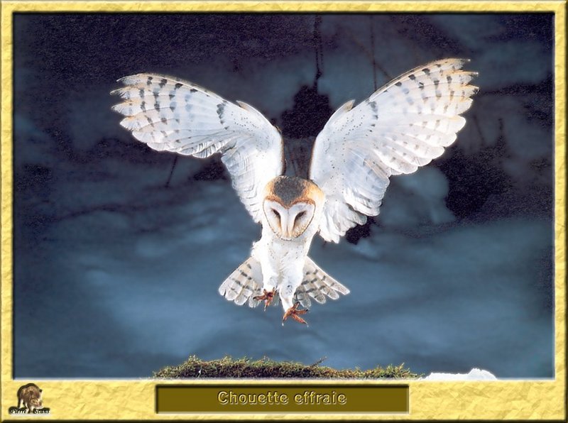 Chouette effraie - Tyto alba - Barn Owl; DISPLAY FULL IMAGE.