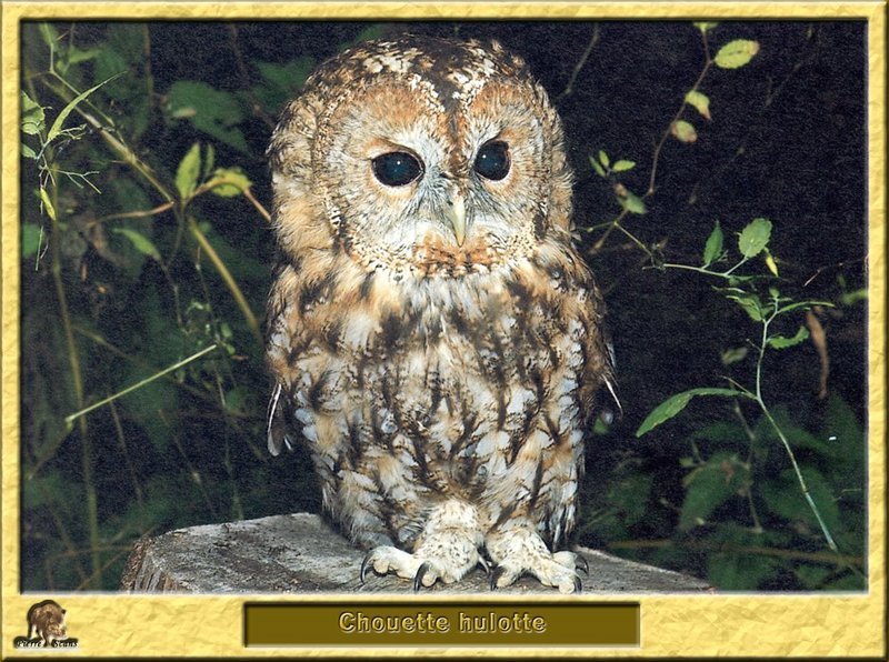 Chouette hulotte - Strix aluco - Tawny Owl; DISPLAY FULL IMAGE.