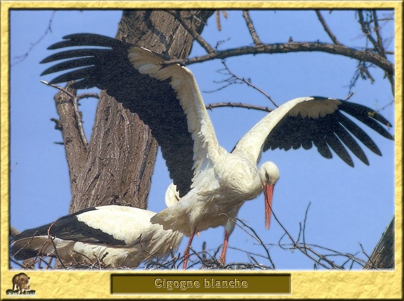 Cigogne blanche - Ciconia ciconia - European White Stork; DISPLAY FULL IMAGE.