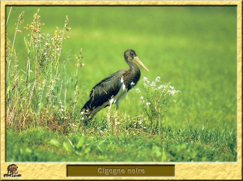 Cigogne noire - Ciconia nigra - Black Stork; DISPLAY FULL IMAGE.