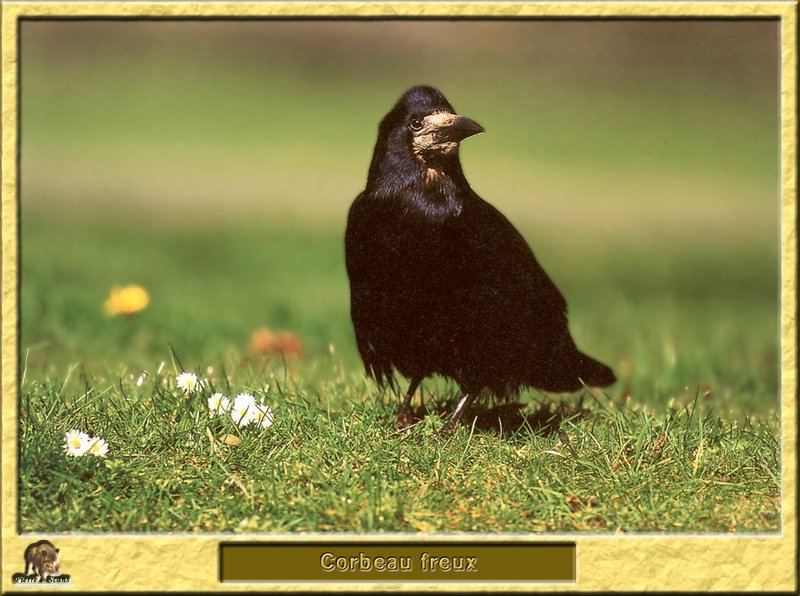 Corbeau freux - Corvus frugilegus - Rook; DISPLAY FULL IMAGE.