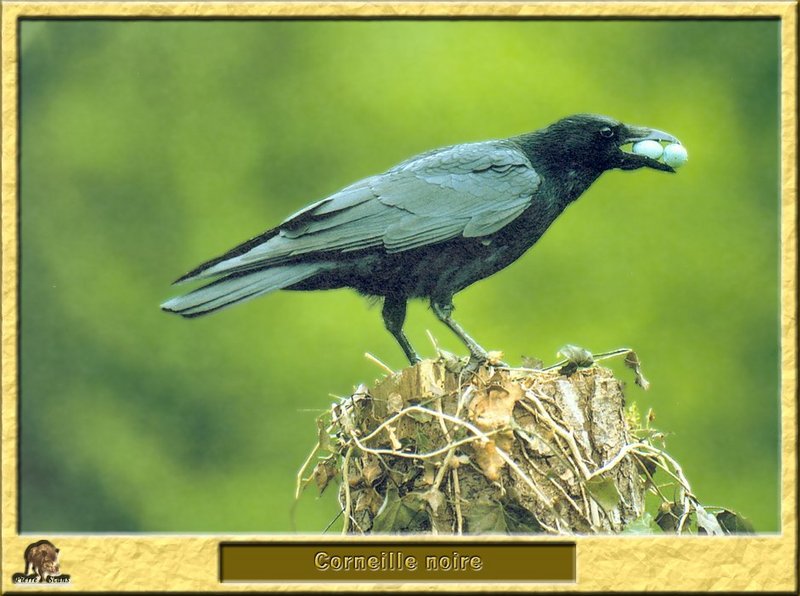 Corneille noire - Corvus corone - Carrion Crow; DISPLAY FULL IMAGE.